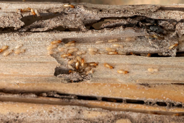 Best Pest Prevention Services  in Espy, PA
